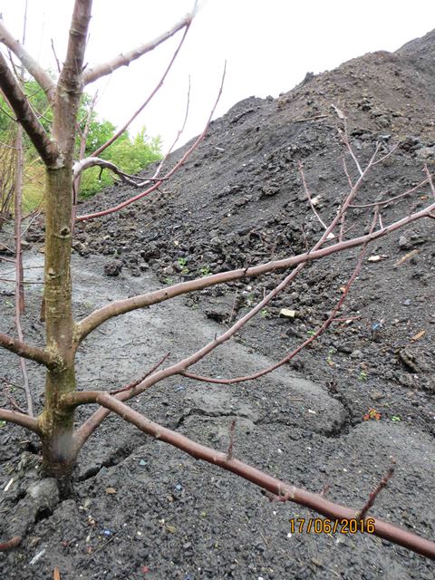 Illegal auf dem Gelnde des Biomassekraftwerks Delitzsch abgelagerte Vewrbrennungsrckstnde